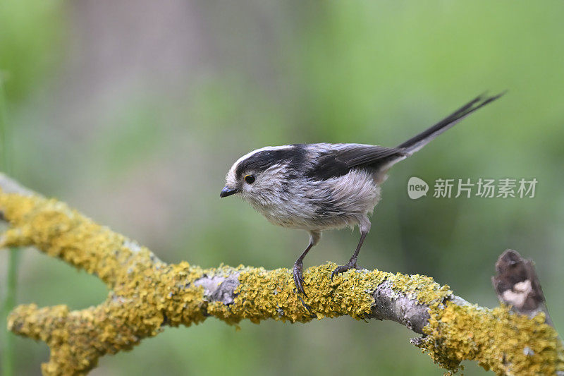 长尾山雀(Aegithalos caudatus)